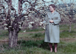 Columbia Baker - Pear Tree Rogue Valley